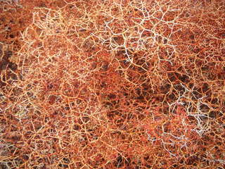 212 6pt. Canyonlands National Park - Lathrop trail hike - plant that looks like protien-molecule model