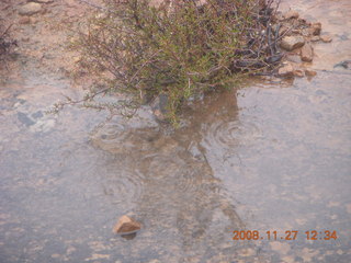 276 6pt. Canyonlands National Park - Lathrop trail hike - plants reflected in pothole puddle