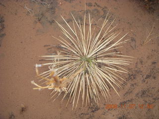 299 6pt. Canyonlands National Park - Lathrop trail hike - mini century plant