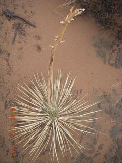 301 6pt. Canyonlands National Park - Lathrop trail hike - mini century plant