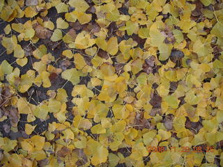 14 6pu. leaves near Moab bridge across the Colorado River