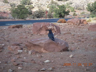 106 6pu. Canyonlands National Park - raven