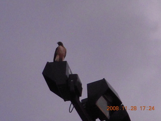 308 6pu. hawk at Deer Valley Airport (DVT)