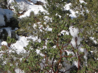 59 6qg. beth's Saturday zion-trip pictures - Zion National Park - Angels Landing hike