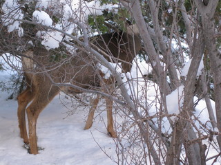102 6qg. beth's Saturday zion-trip pictures - Zion National Park - Angels Landing hike