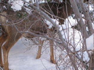 103 6qg. beth's Saturday zion-trip pictures - Zion National Park - Angels Landing hike
