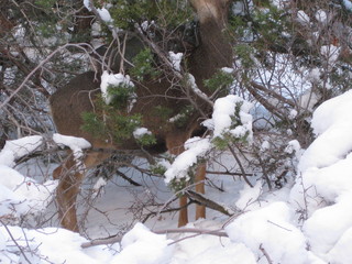 107 6qg. beth's Saturday zion-trip pictures - Zion National Park - Angels Landing hike