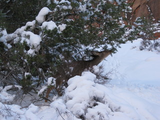 109 6qg. beth's Saturday zion-trip pictures - Zion National Park - Angels Landing hike