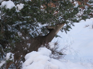 110 6qg. beth's Saturday zion-trip pictures - Zion National Park - Angels Landing hike