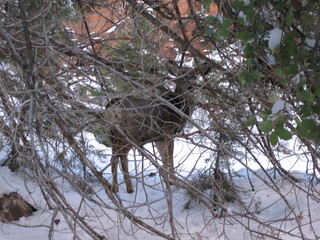 112 6qg. beth's Saturday zion-trip pictures - Zion National Park - Angels Landing hike