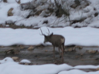 22 6qh. beth's Sunday zion-trip pictures - Zion National Park - mule deer