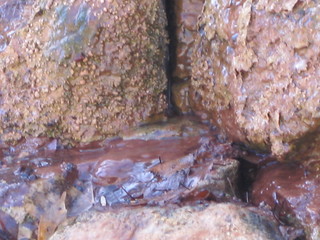 51 6qh. beth's Sunday zion-trip pictures - Zion National Park - Emerald Ponds hike