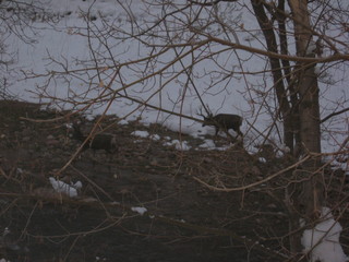 25 6qk. debbie's Zion-trip pictures - mule deer at dawn