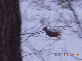 39 6qm. Zion National Park - mule deer
