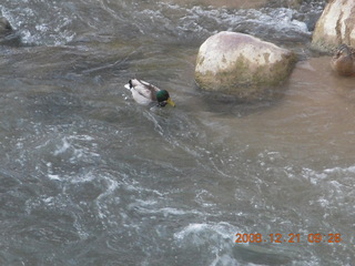 62 6qm. Zion National Park - Emerald Pools hike - duck
