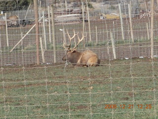 188 6qm. drive from zion to saint george - moose in Springdale