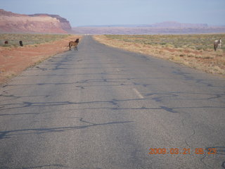 64 6tm. Monument Valley (UT25) run - horses