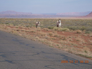 65 6tm. Monument Valley (UT25) run - horses