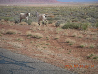 70 6tm. Monument Valley (UT25) run - horses