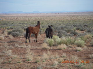 74 6tm. Monument Valley (UT25) run - horses