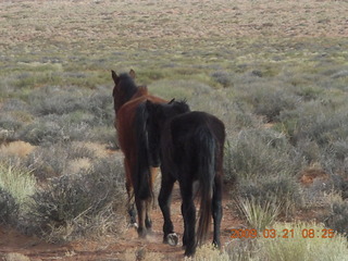 75 6tm. Monument Valley (UT25) run- horses