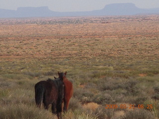 77 6tm. Monument Valley (UT25) run - horses