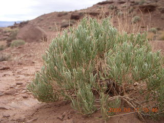188 6uh. Canyonlands - Lathrop trail hike