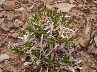 223 6uh. Canyonlands - Lathrop trail hike - desert plant