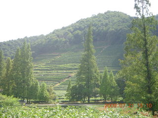 147 6xm. China eclipse - West Lake - tea plantation
