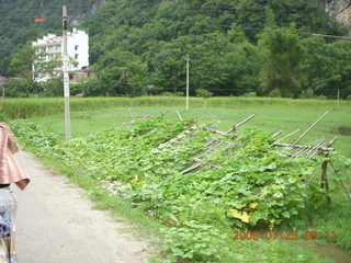 100 6xr. China eclipse - Yangshuo bicycle ride