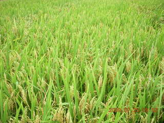 163 6xr. China eclipse - Yangshuo bicycle ride - walk to farm village