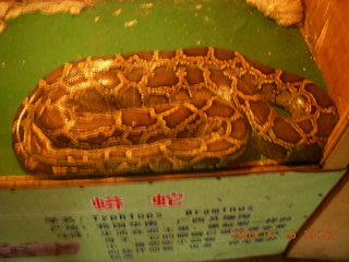 259 6xr. China eclipse - Guilin SevenStar park - reptile house - big snake