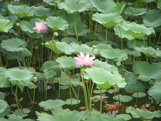 39 6xv. China eclipse - Beijing - Summer Palace - lotuses
