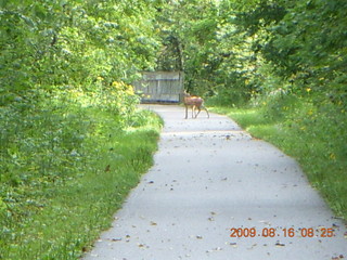 Kevin's place in Welch, Minnesota, run - elk