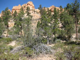 126 702. Bryce Canyon amphitheater hike