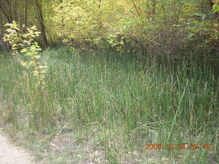 95 704. Escalante - Calf Creek trail
