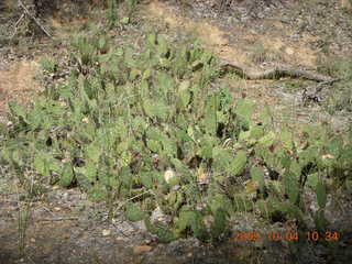 145 704. Escalante - Calf Creek trail