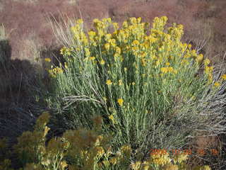325 704. Escalante to Kodachrome - Panorama trail - flowers
