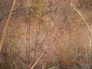 27 71a. Lathrop trail hike - trees near Colorado River