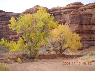 33 71a. Lathrop trail hike - trees near Colorado River