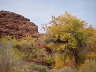 34 71a. Lathrop trail hike - trees near Colorado River