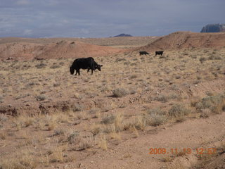 197 71d. road from Little Wild Horse Pass - cows