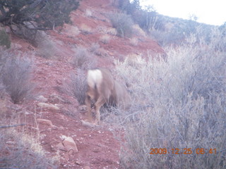 37 72r. Zion National Park - Watchman hike - mule deer