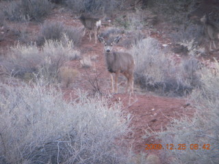 42 72r. Zion National Park - Watchman hike - mule deer