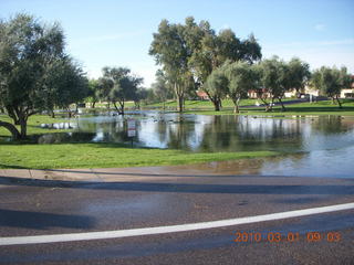 Scottsdale flowers after all that rain
