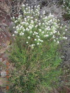 172 771. Tangri-la (UT68), Caveman Ranch run