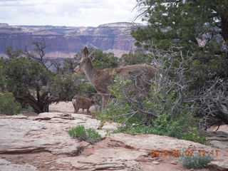 131 772. Dead Horse Point hike - mule deer
