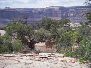 132 772. Dead Horse Point hike - mule deer