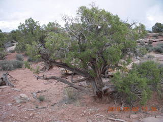 167 772. Dead Horse Point hike