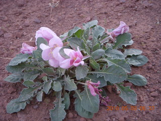 42 773. Mineral Canyon airstrip run - flower